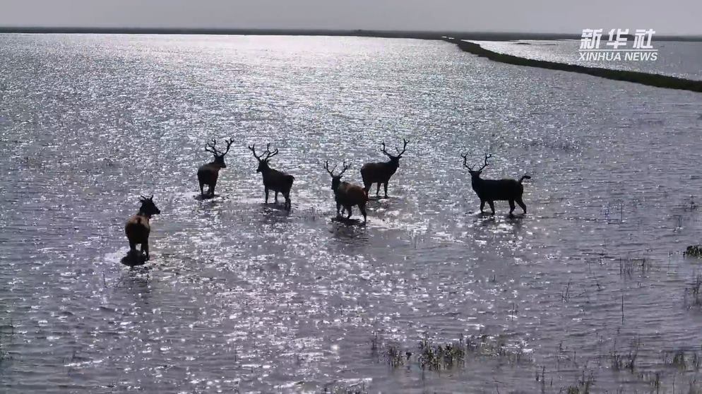 麋鹿候鸟共绘南洞庭生态画卷