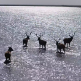 湖南沅江：麋鹿候鸟共绘南洞庭生态画卷
