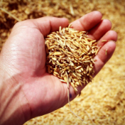 2025年我国粮食收购量达8300亿斤