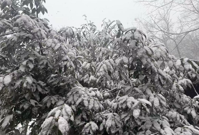 跨年有雪，张家界天门山飞雪迎新年