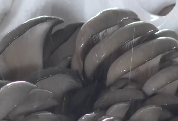 湖南湘阴：平菇新鲜上市 田间“大冰箱”锁住菌鲜味