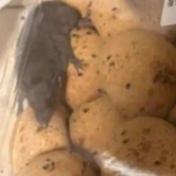 山姆回应顾客反映麻薯盒内有活老鼠:会反馈到相关部门