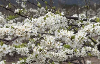 湖南江永李花盛放 馥郁芬芳