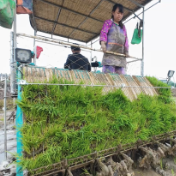 湖南安仁：机械化耕作护航粮食安全