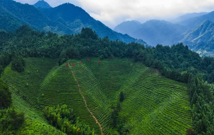 湖湘画卷丨宜章：云雾绕茶山 绿叶变金叶