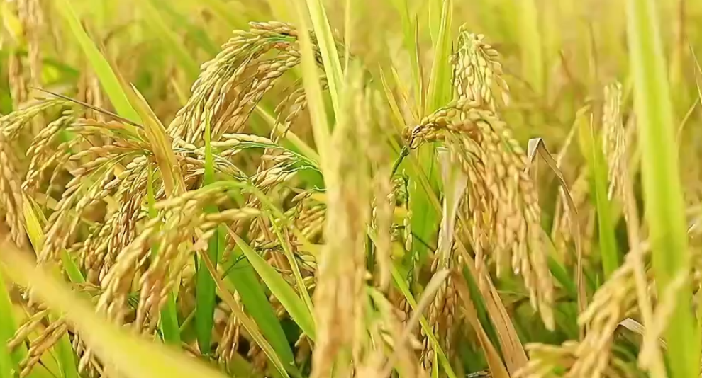 常德：万亩早稻开镰收割
