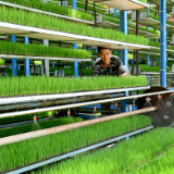 湖南洞口：智能化育秧助力粮食生产