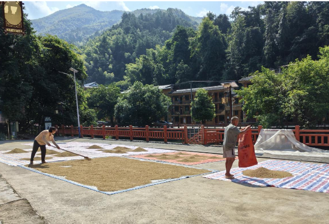 湖南洞口：村广场里“晒”出治理新路 “积分制”巧解秋收晾晒难题