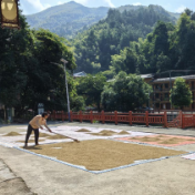 湖南洞口:村广场里“晒”出治理新路 “积分制”巧解秋收晾晒难题