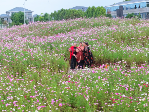 湖南中方县：格桑花开县城“边角地”