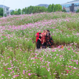 湖南中方县：格桑花开县城“边角地”