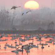 湖南岳阳：冬日鸟趣