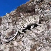 甘肃马牙雪山拍到雪豹巡护领地珍贵画面