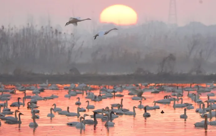 湖南岳阳：冬日鸟趣