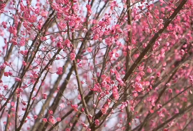 湖南益阳：梅花飘香激发暖冬经济新活力