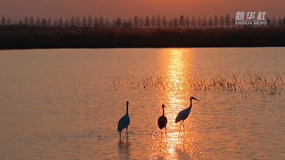 南县：万鸟归栖天星洲