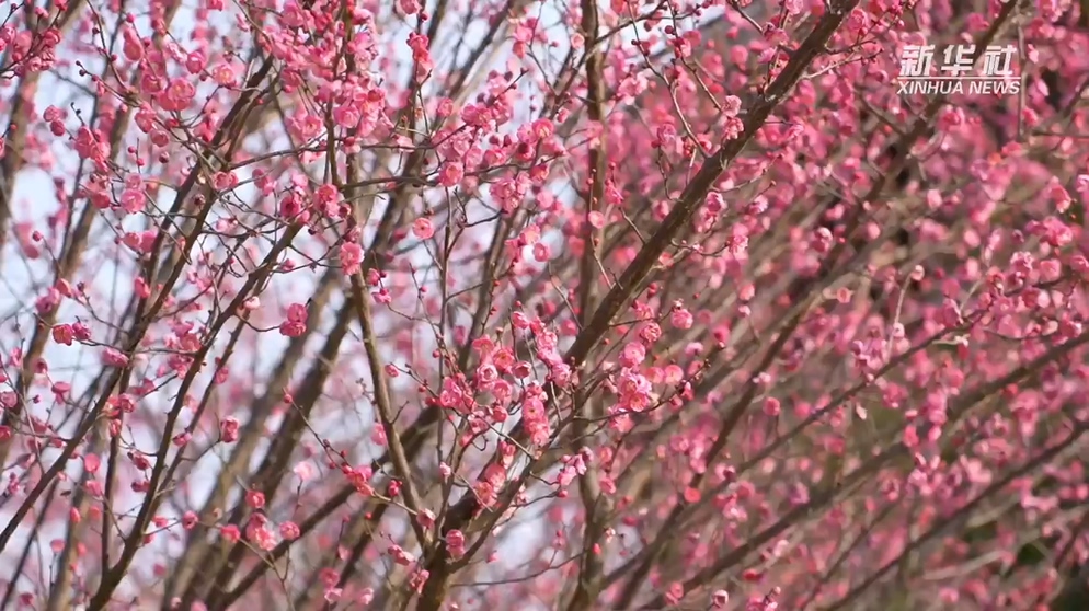 梅花飘香激发暖冬经济新活力