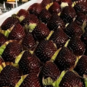 300元一斤的黑草莓火了！到底有啥不一样？