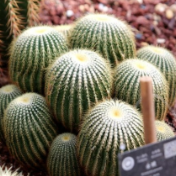 寒冬腊月依然根壮叶绿 湖南省植物园沙生王国邀你来打卡