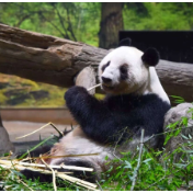 旅日双胞胎大熊猫“晓晓”和“蕾蕾”平安接返回国 入住中国大熊猫保护研究中心雅安基地