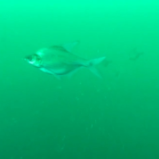 长江十年禁渔成效如何？记者实地探访