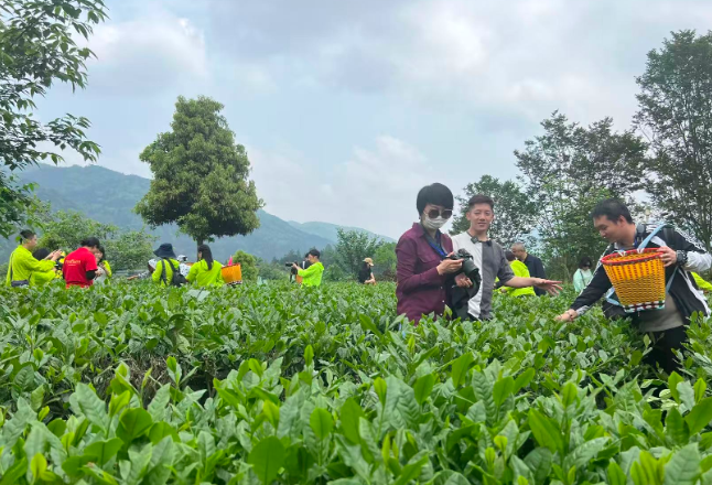 省级集群项目赋能 湖南安化县茶产业高质量发展成效显著
