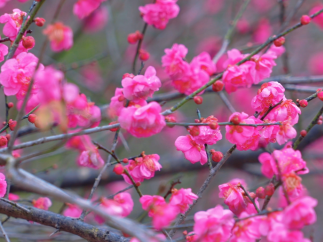 湖南隆回：千树梅香