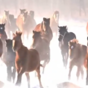 骏马奔腾迎新年！祝您新年策马扬鞭，马到成功！