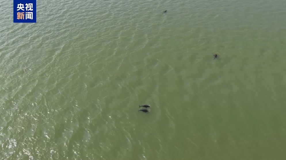 20多头江豚组团“打卡”南洞庭湖
