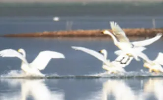 湖南已划定20处候鸟迁徙通道保护区域