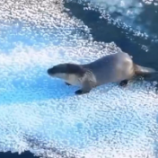 春意渐醒 额尔古纳湿地迎来野生小水獭