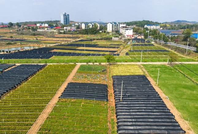 永州冷水滩：苗圃春管忙 乡村振兴添新绿
