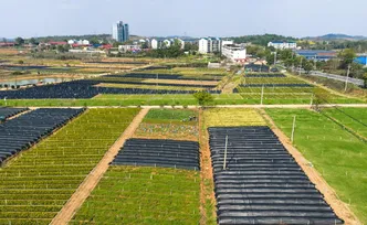永州冷水滩：苗圃春管忙 乡村振兴添新绿