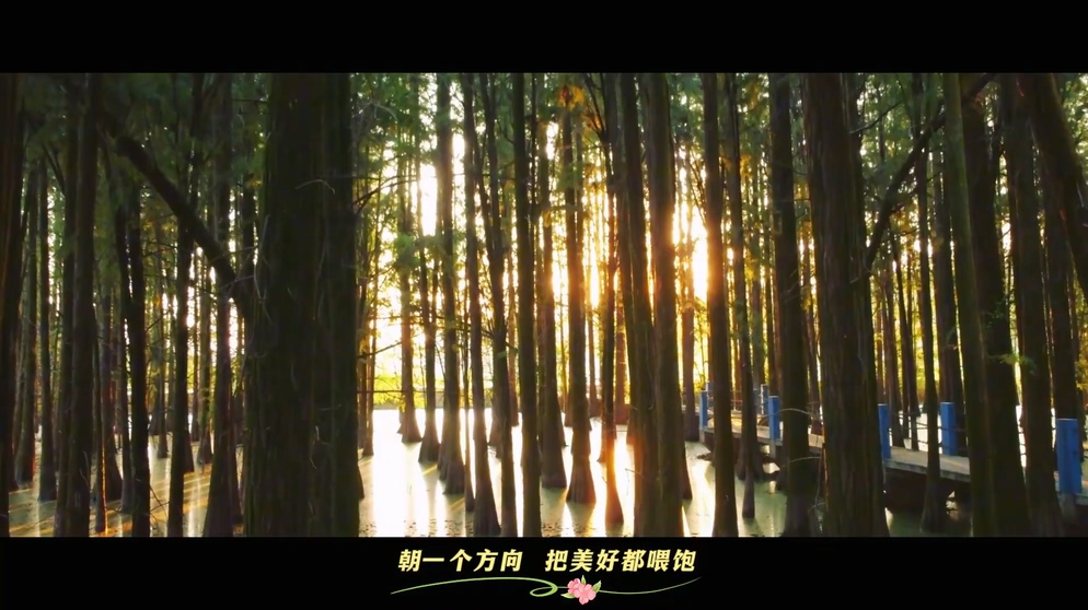 这首歌里，有双清水杉林最美的样子