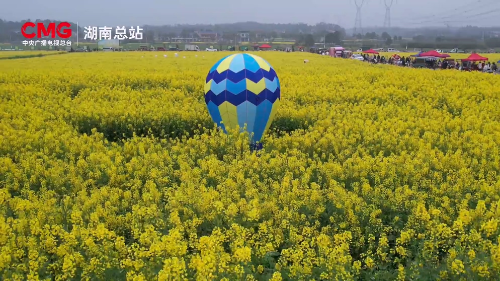宁乡：金色花海绘就春日画卷