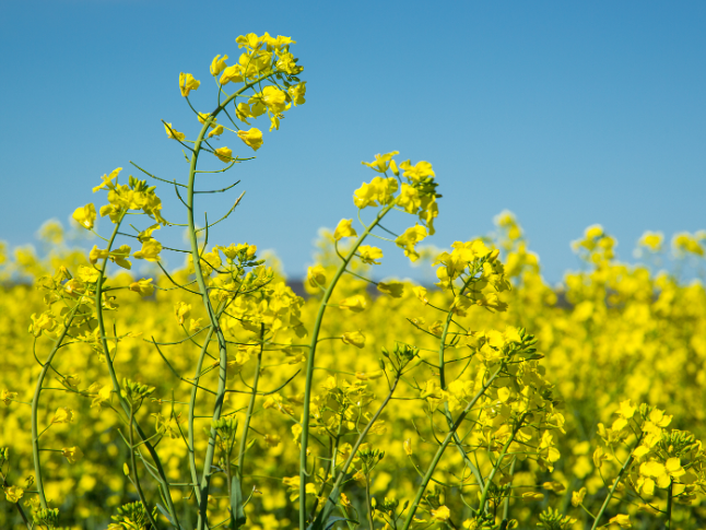 春日诗信——湖南代表团女代表与“田野诗班”的温暖对话
