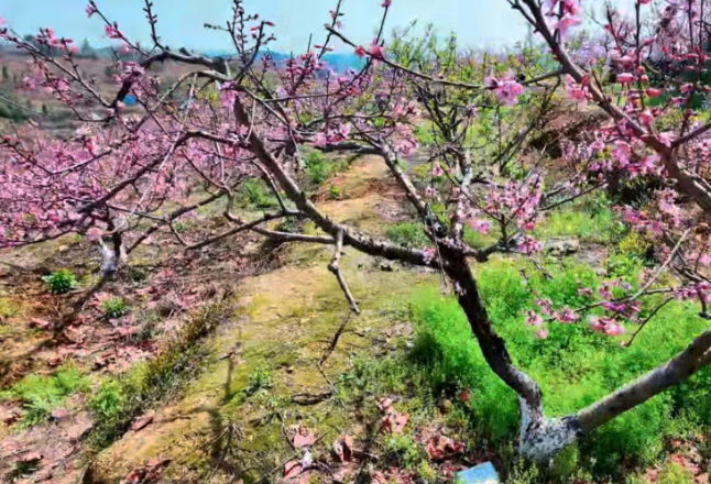 千城百县看中国·赏花季丨湖南邵阳：桃花漫野引客来