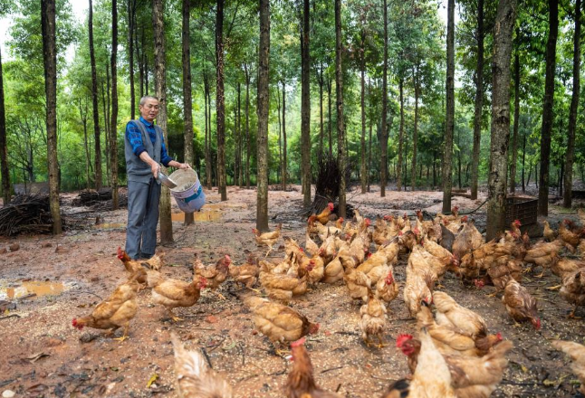 湖南株洲：土鸡蛋“孵出”乡村产业新希望