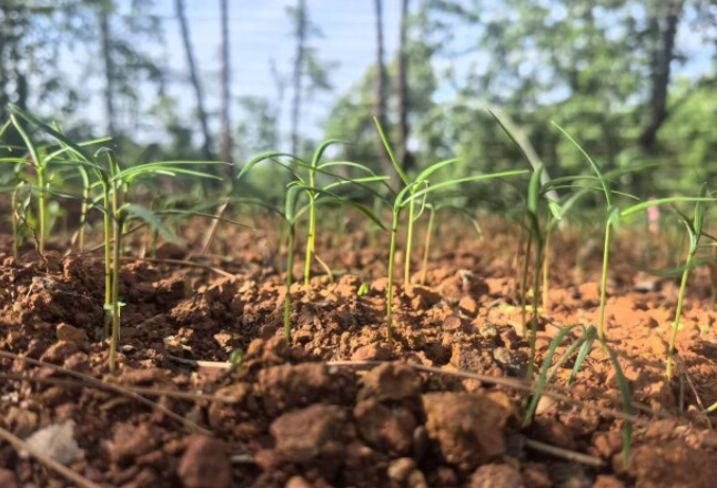 瞄准“一级保护植物”保育最大难题 湖南“独支”银杉在超低海拔大批萌芽
