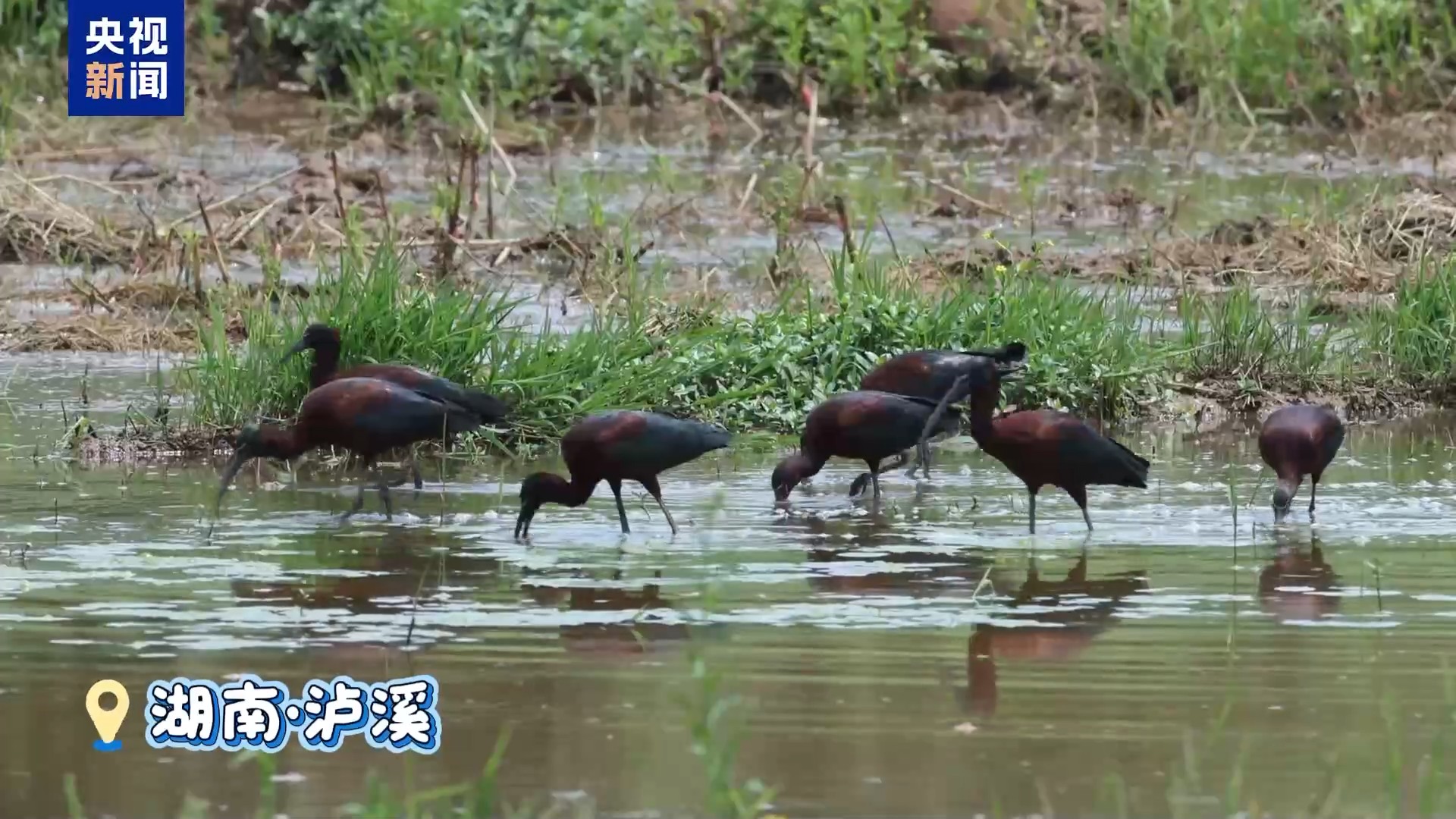 7只国家一级保护动物彩鹮现身泸溪