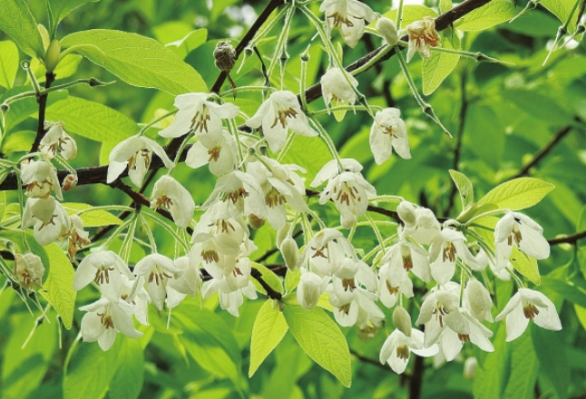 坚守36载，终迎一树繁花——濒危物种长果安息香在湖南首次盛花绽放