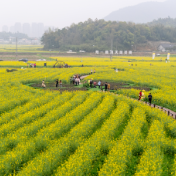 374亿!清明假期消费不止踏青,湖南这些场景也很火