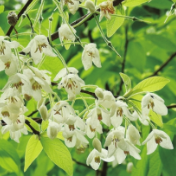 坚守36载,终迎一树繁花——濒危物种长果安息香在湖南首次盛花绽放