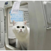 铁路部门4月8日起推出“爱宠行”服务,高铁宠物托运增至121座车站、228趟列车