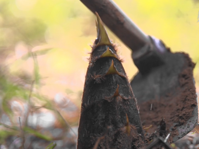 千城百县看中国丨湖南武冈：山野春鲜