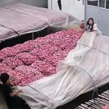 姐弟俩雨中抢盖大蒜，这一幕太暖了