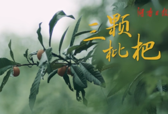 新闻微电影｜《三颗枇杷》
