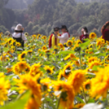 粉黛乱子草、向日葵、糖蜜草、紫叶狼尾草……省植物园花海上线！