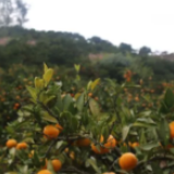 嗨游怀化寻“秋味” | 柑橘挂满枝，又香又甜，采摘游约了！