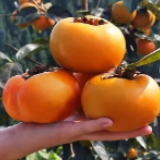 嗨游怀化寻“秋味” | 柿子界的“硬”货出山！